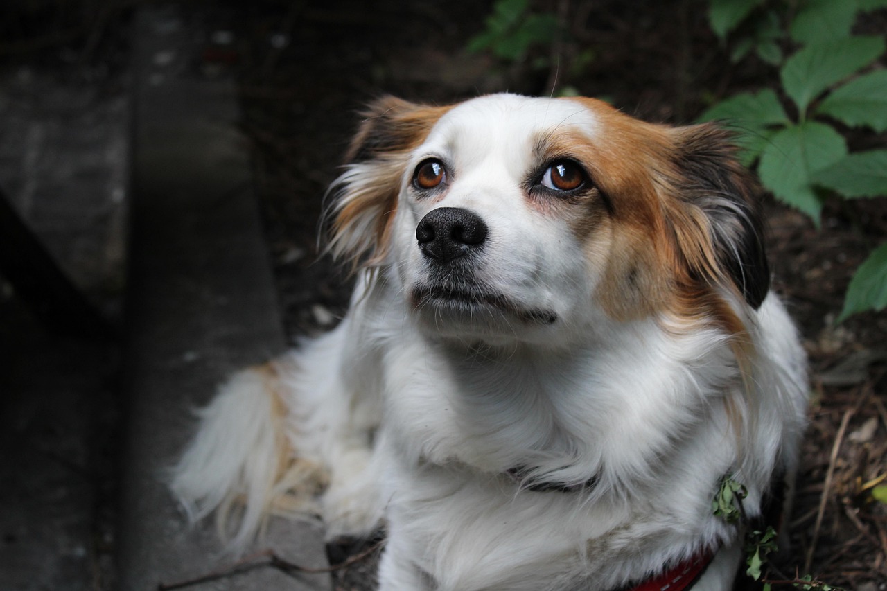 Cachorro brincalhão na natureza — carreira de tosador de cachorro tem grande demanda no Brasil