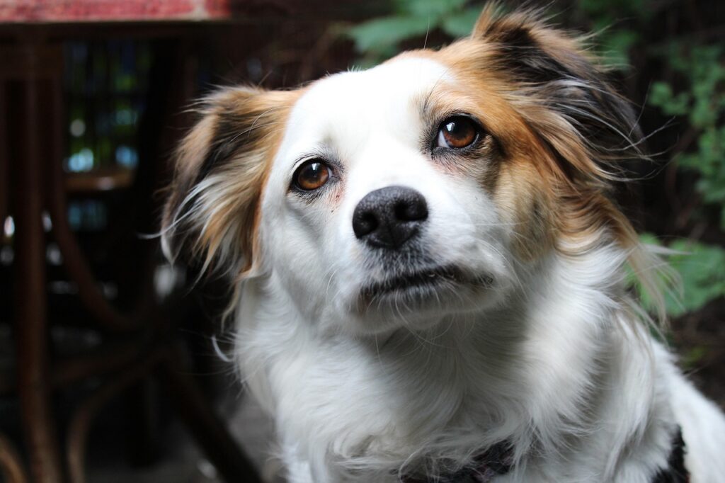 Cachorro feliz e bem cuidado — como se tornar tosador de cachorro profissional em 2026
