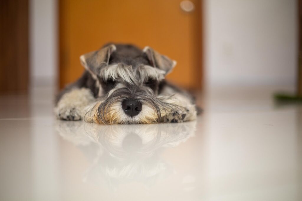 Cachorro fofo bem cuidado em Campinas — curso de banho e tosa Campinas para profissionais no interior de SP
