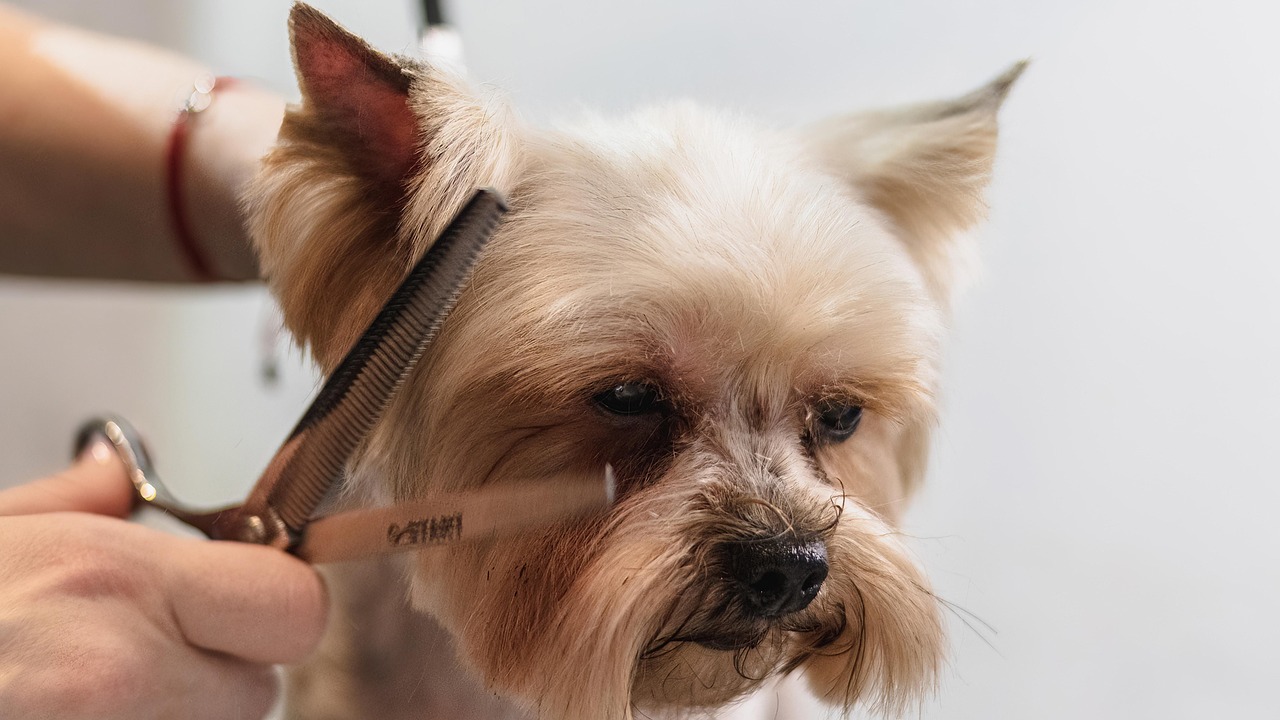 Profissional de banho e tosa finalizando tosa de cachorro — qualificação com certificado no mercado pet