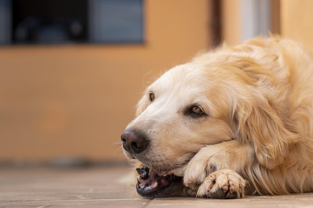 Golden Retriever feliz — o melhor curso de banho e tosa perto de mim pode ser o online com acesso imediato