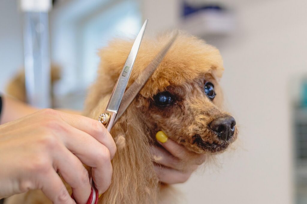 Curso de banho e tosa SENAC — formação profissional em estética animal com certificado reconhecido