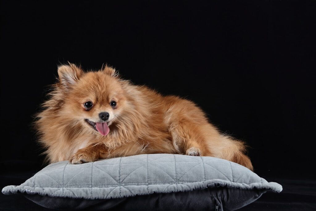 Pomeranian fofo bem-cuidado — resultado de profissional qualificado com curso de banho e tosa