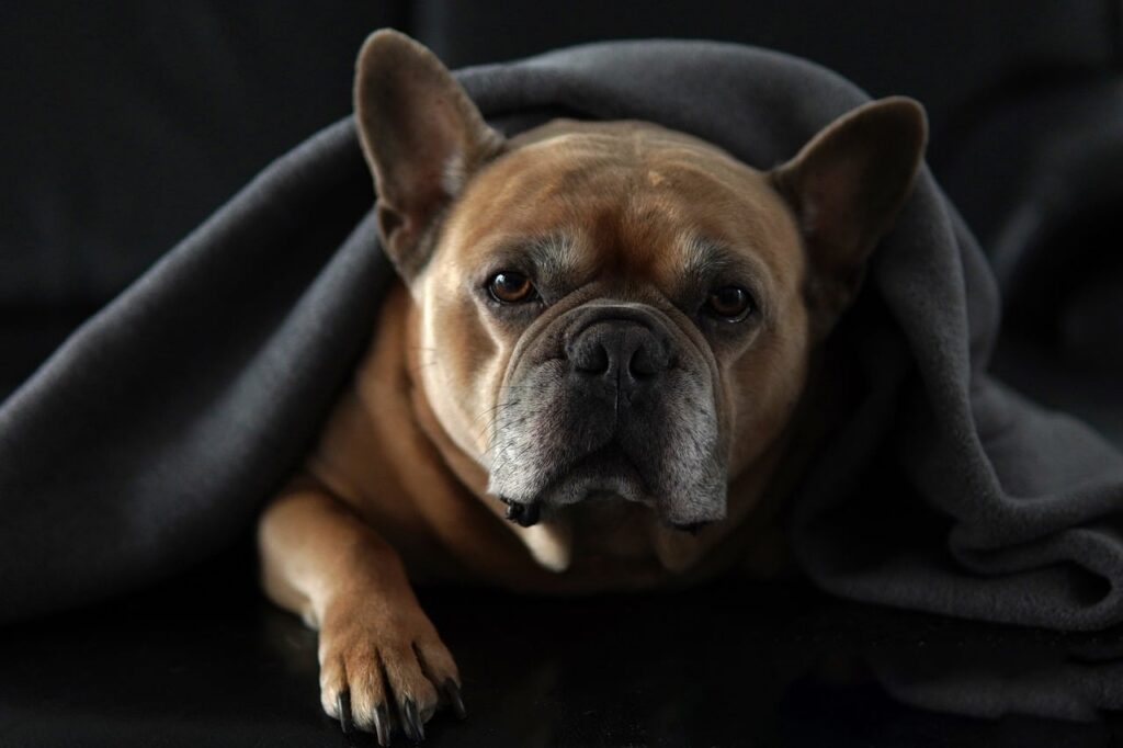 Buldogue Francês bem cuidado — equipamentos para banho e tosa profissional fazem a diferença no resultado