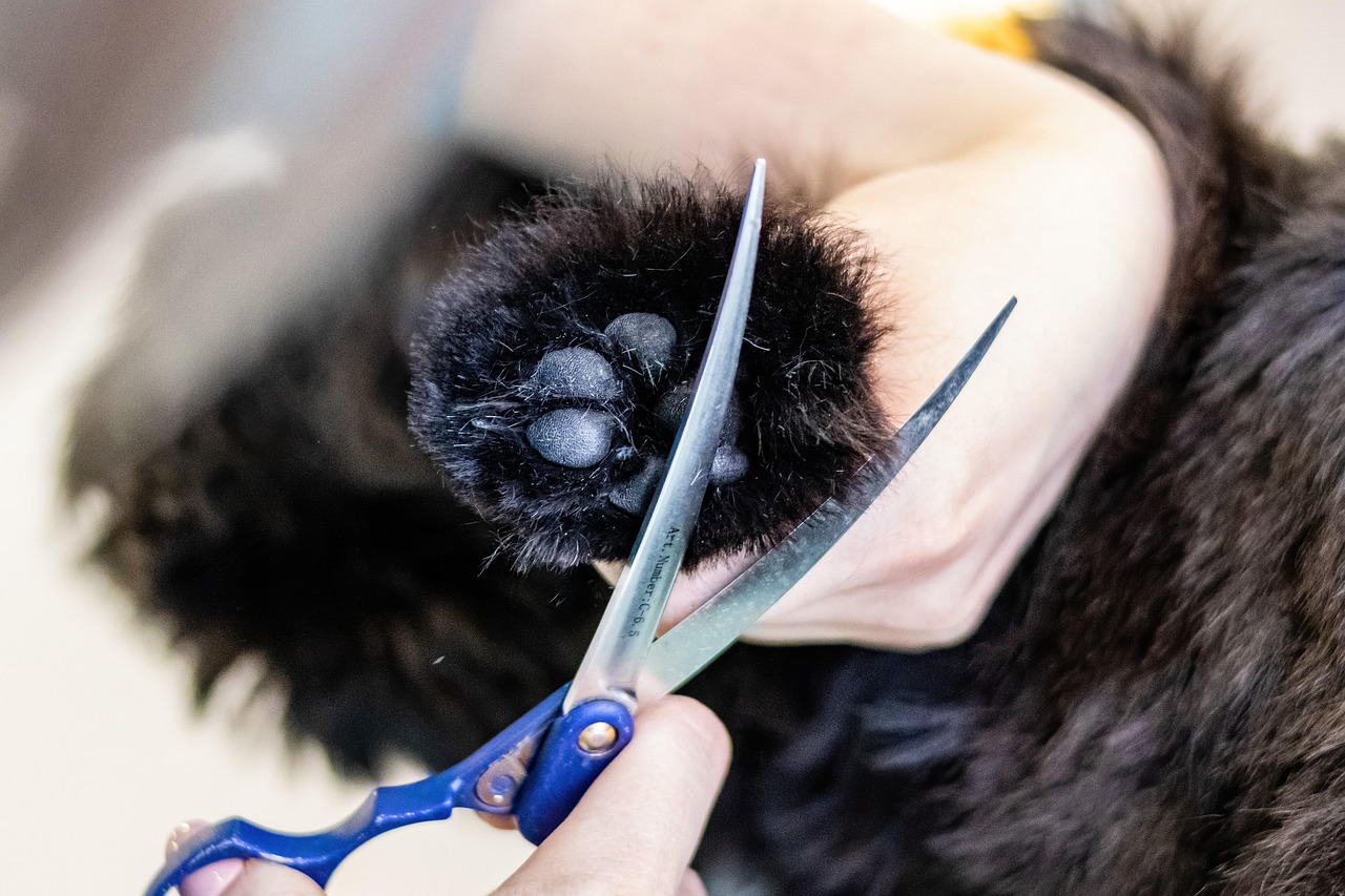 Profissional realizando tosa higiênica em cachorro — o que é tosa higiênica e como fazer
