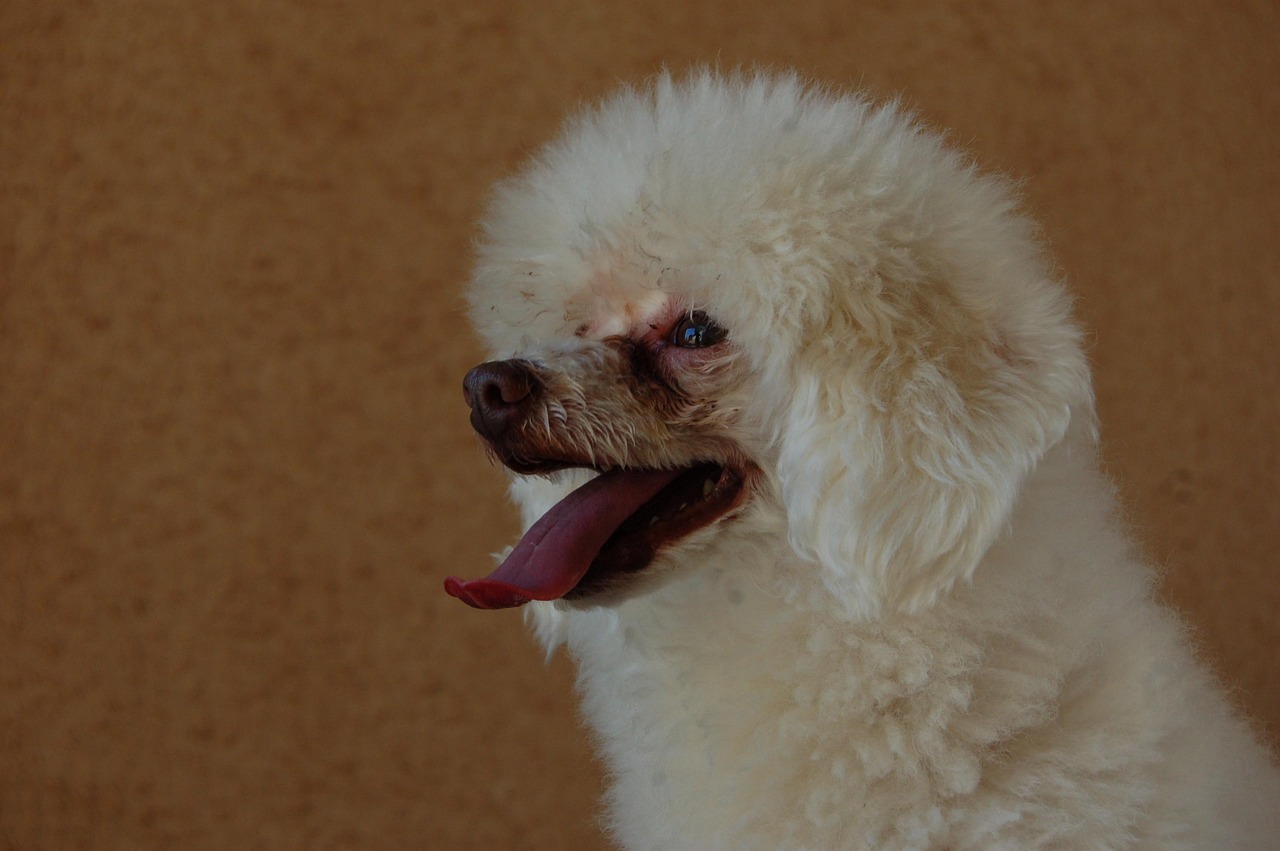 Poodle com pelagem bem mantida — frequência ideal da tosa higiênica em cachorros