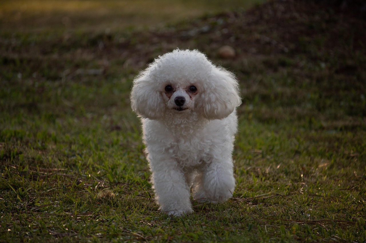 Poodle com pelagem cuidada — tosa higiênica em raças de pelo longo como Poodle